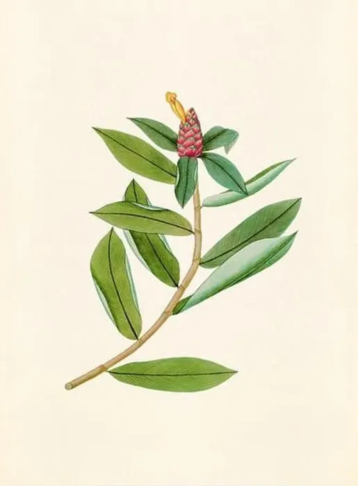 Framed Print : Vintage Botanical illustration from an 18th-century book, depicting native American plants Framed Print : Vintage Botanical illustration from an 18th-century book, depicting native American plants