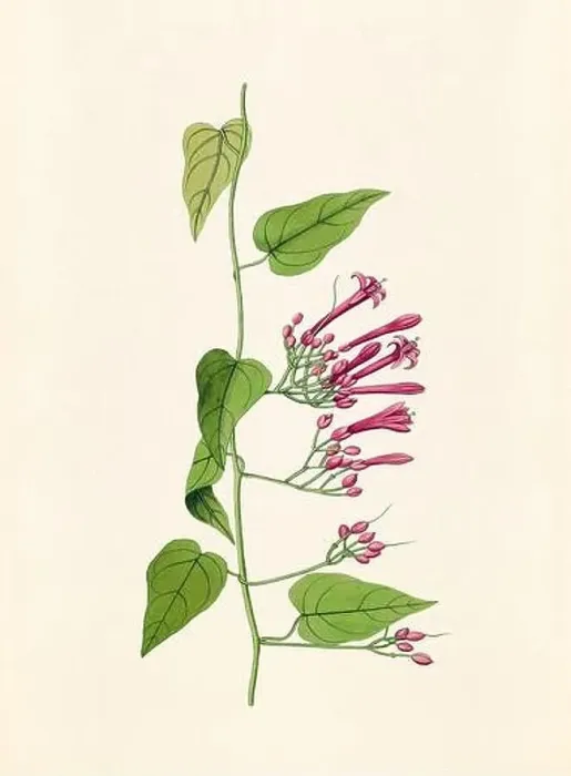 Framed Print : Vintage Botanical illustration from an 18th-century book, depicting native American plants Framed Print : Vintage Botanical illustration from an 18th-century book, depicting native American plants
