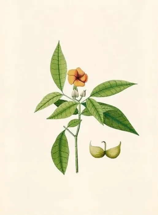 Framed Print : Vintage Botanical illustration from an 18th-century book, depicting native American plants Framed Print : Vintage Botanical illustration from an 18th-century book, depicting native American plants