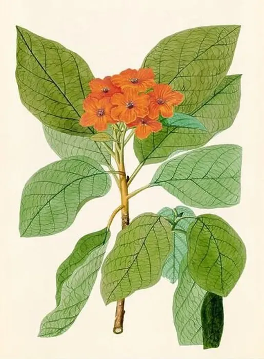 Framed Print : Vintage Botanical illustration from an 18th-century book, depicting native American plants Framed Print : Vintage Botanical illustration from an 18th-century book, depicting native American plants