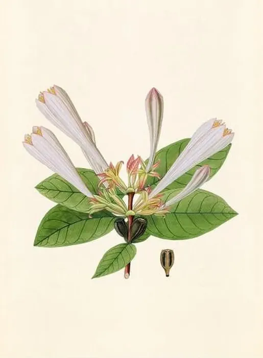 Framed Print : Vintage Botanical illustration from an 18th-century book, depicting native American plants Framed Print : Vintage Botanical illustration from an 18th-century book, depicting native American plants