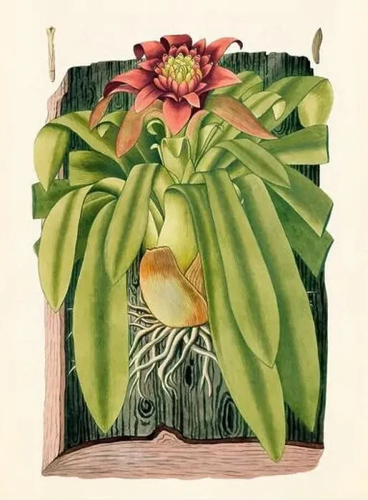 Framed Print : Vintage Botanical illustration from an 18th-century book, depicting native American plants Framed Print : Vintage Botanical illustration from an 18th-century book, depicting native American plants