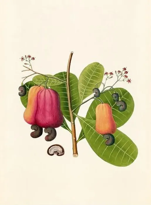 Framed Print : Vintage Botanical illustration from an 18th-century book, depicting native American plants Framed Print : Vintage Botanical illustration from an 18th-century book, depicting native American plants