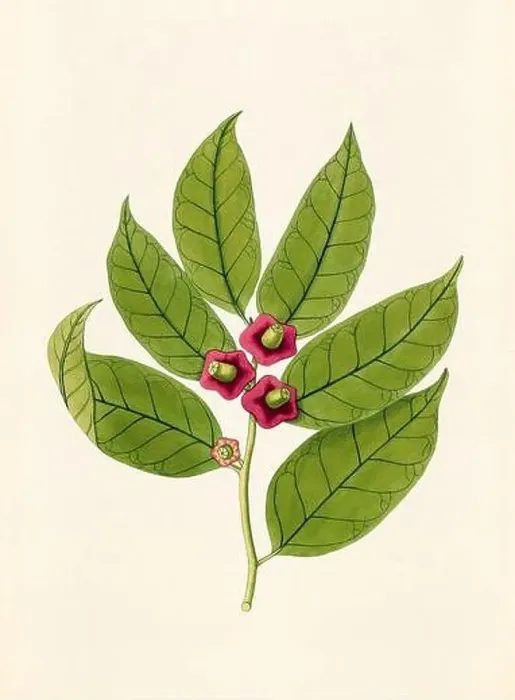 Framed Print : Vintage Botanical illustration from an 18th-century book, depicting native American plants Framed Print : Vintage Botanical illustration from an 18th-century book, depicting native American plants