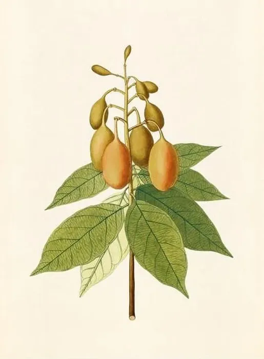 Framed Print : Vintage Botanical illustration from an 18th-century book, depicting native American plants Framed Print : Vintage Botanical illustration from an 18th-century book, depicting native American plants
