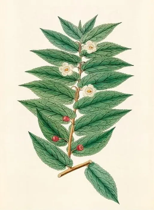 Framed Print : Vintage Botanical illustration from an 18th-century book, depicting native American plants Framed Print : Vintage Botanical illustration from an 18th-century book, depicting native American plants