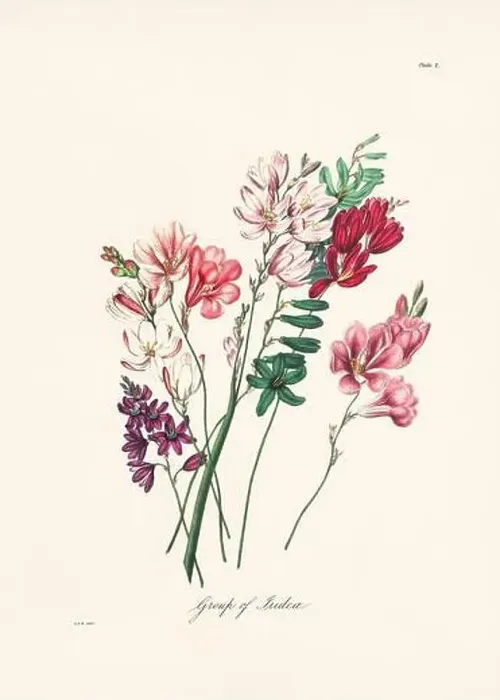 Framed Print : Vintage botanical illustration of 19th-century flowers from South Africa Framed Print : Vintage botanical illustration of 19th-century flowers from South Africa