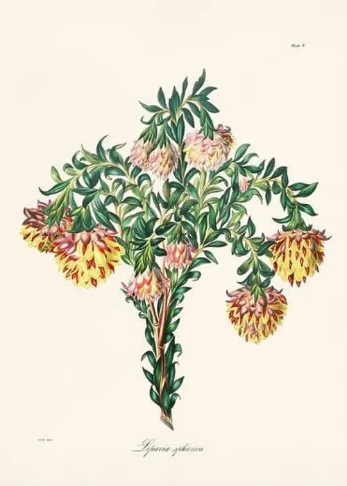 Framed Print : Vintage botanical illustration of 19th-century flowers from South Africa Framed Print : Vintage botanical illustration of 19th-century flowers from South Africa
