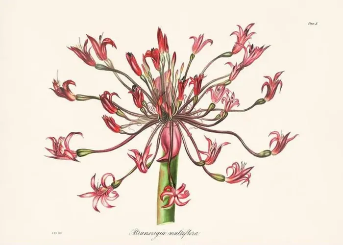 Framed Print : Vintage botanical illustration of 19th-century flowers from South Africa Framed Print : Vintage botanical illustration of 19th-century flowers from South Africa
