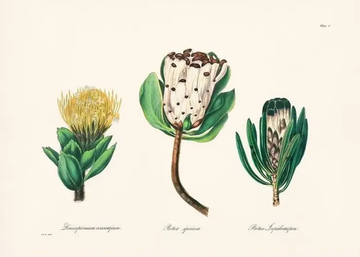 Framed Print : Vintage botanical illustration of 19th-century flowers from South Africa Framed Print : Vintage botanical illustration of 19th-century flowers from South Africa