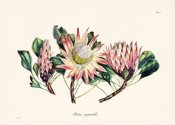 Framed Print : Vintage botanical illustration of 19th-century flowers from South Africa Framed Print : Vintage botanical illustration of 19th-century flowers from South Africa
