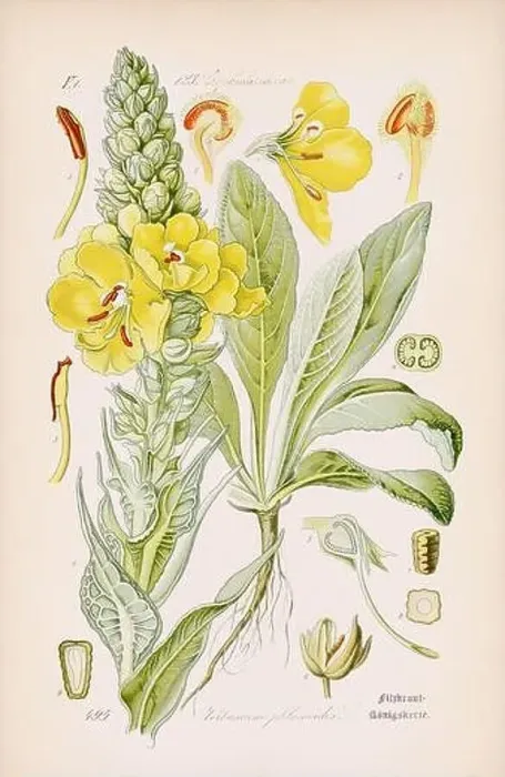 Framed Print : Vintage botanical illustration from a 19th-century German book Framed Print : Vintage botanical illustration from a 19th-century German book