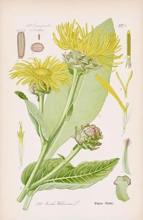 Framed Print : Vintage botanical illustration from a 19th-century German book Framed Print : Vintage botanical illustration from a 19th-century German book