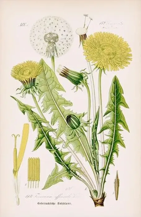 Framed Print : Vintage botanical illustration from a 19th-century German book Framed Print : Vintage botanical illustration from a 19th-century German book