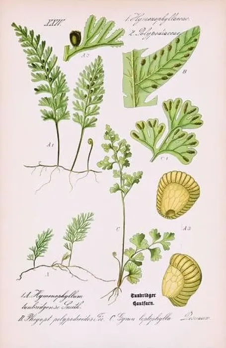 Framed Print : Vintage botanical illustration from a 19th-century German book Framed Print : Vintage botanical illustration from a 19th-century German book