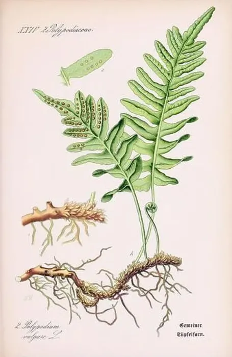 Framed Print : Vintage botanical illustration from a 19th-century German book Framed Print : Vintage botanical illustration from a 19th-century German book