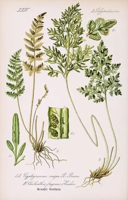 Framed Print : Vintage botanical illustration from a 19th-century German book Framed Print : Vintage botanical illustration from a 19th-century German book
