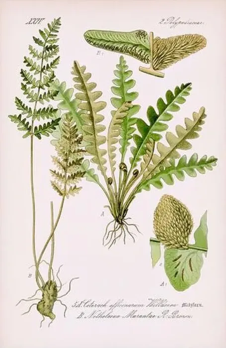Framed Print : Vintage botanical illustration from a 19th-century German book Framed Print : Vintage botanical illustration from a 19th-century German book