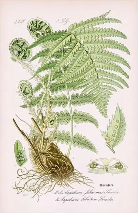 Framed Print : Vintage botanical illustration from a 19th-century German book Framed Print : Vintage botanical illustration from a 19th-century German book