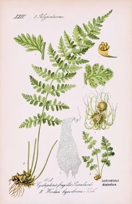 Framed Print : Vintage botanical illustration from a 19th-century German book Framed Print : Vintage botanical illustration from a 19th-century German book