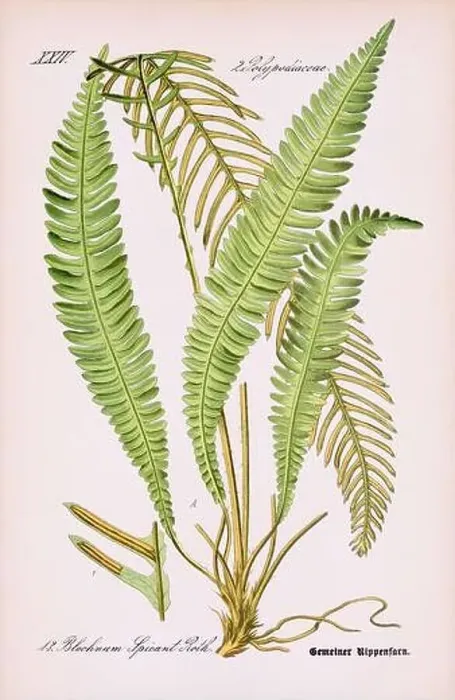 Framed Print : Vintage botanical illustration from a 19th-century German book Framed Print : Vintage botanical illustration from a 19th-century German book