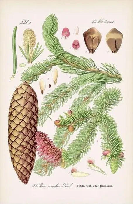 Framed Print : Vintage botanical illustration from a 19th-century German book Framed Print : Vintage botanical illustration from a 19th-century German book