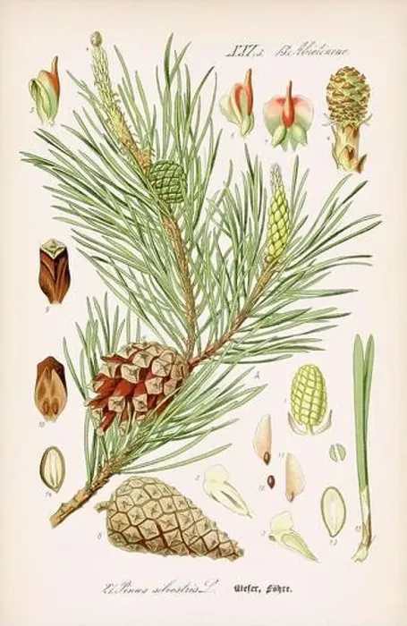 Framed Print : Vintage botanical illustration from a 19th-century German book Framed Print : Vintage botanical illustration from a 19th-century German book