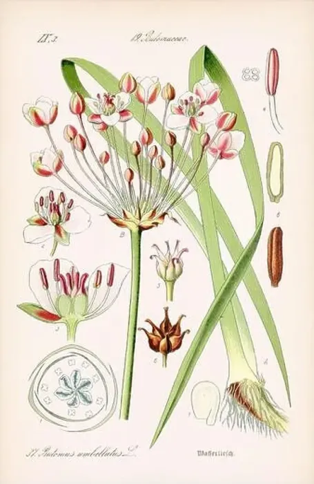 Framed Print : Vintage botanical illustration from a 19th-century German book Framed Print : Vintage botanical illustration from a 19th-century German book