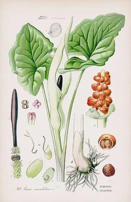 Framed Print : Vintage botanical illustration from a 19th-century German book Framed Print : Vintage botanical illustration from a 19th-century German book