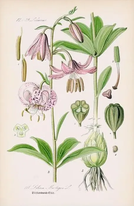 Framed Print : Vintage botanical illustration from a 19th-century German book Framed Print : Vintage botanical illustration from a 19th-century German book