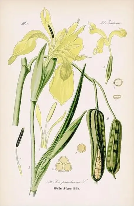 Framed Print : Vintage botanical illustration from a 19th-century German book Framed Print : Vintage botanical illustration from a 19th-century German book