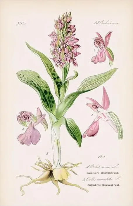 Framed Print : Vintage botanical illustration from a 19th-century German book Framed Print : Vintage botanical illustration from a 19th-century German book