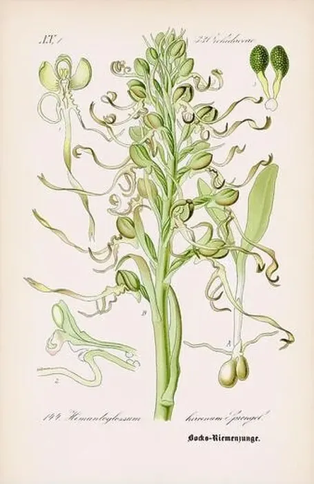 Framed Print : Vintage botanical illustration from a 19th-century German book Framed Print : Vintage botanical illustration from a 19th-century German book