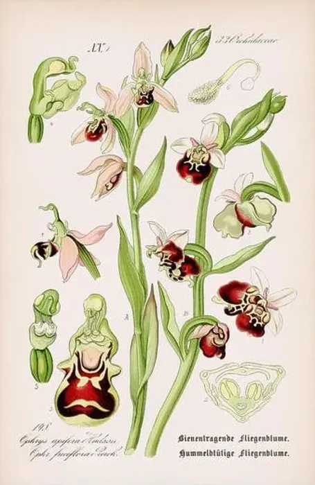Framed Print : Vintage botanical illustration from a 19th-century German book Framed Print : Vintage botanical illustration from a 19th-century German book