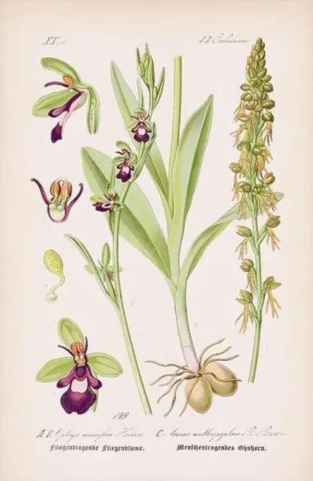 Framed Print : Vintage botanical illustration from a 19th-century German book Framed Print : Vintage botanical illustration from a 19th-century German book