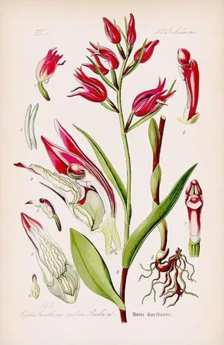Framed Print : Vintage botanical illustration from a 19th-century German book Framed Print : Vintage botanical illustration from a 19th-century German book