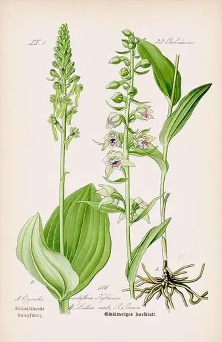 Framed Print : Vintage botanical illustration from a 19th-century German book