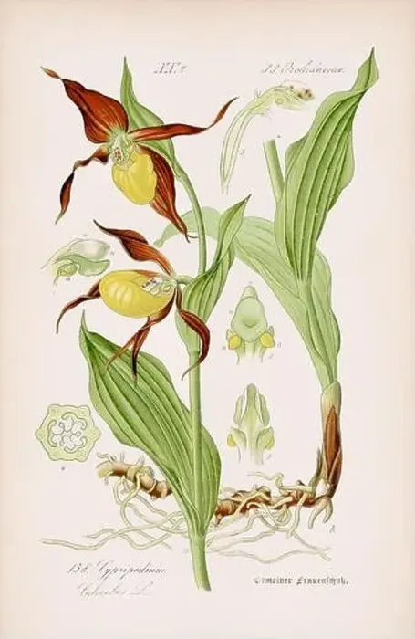 Framed Print : Vintage botanical illustration from a 19th-century German book
