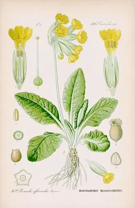 Framed Print : Vintage botanical illustration from a 19th-century German book