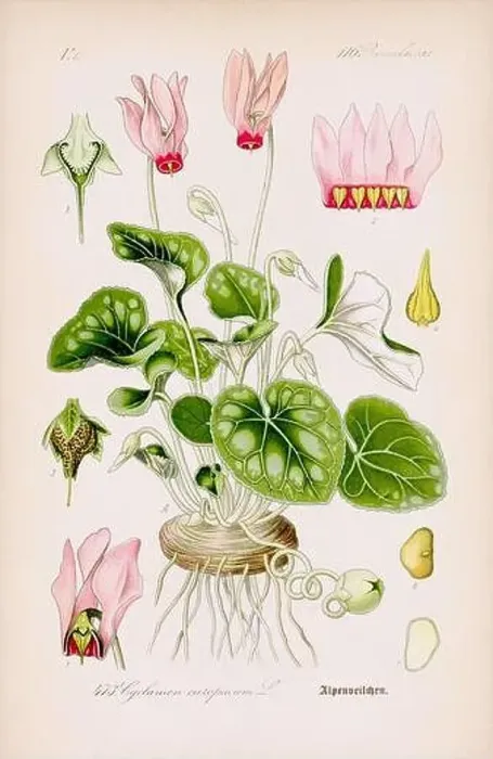 Framed Print : Vintage botanical illustration from a 19th-century German book Framed Print : Vintage botanical illustration from a 19th-century German book