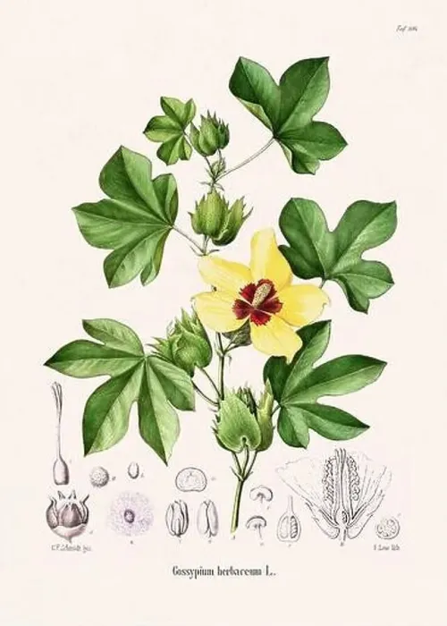 Framed Print : Vintage Botanical illustration from a 19th-century German Book, depicting Medicinal Plants Framed Print : Vintage Botanical illustration from a 19th-century German Book, depicting Medicinal Plants