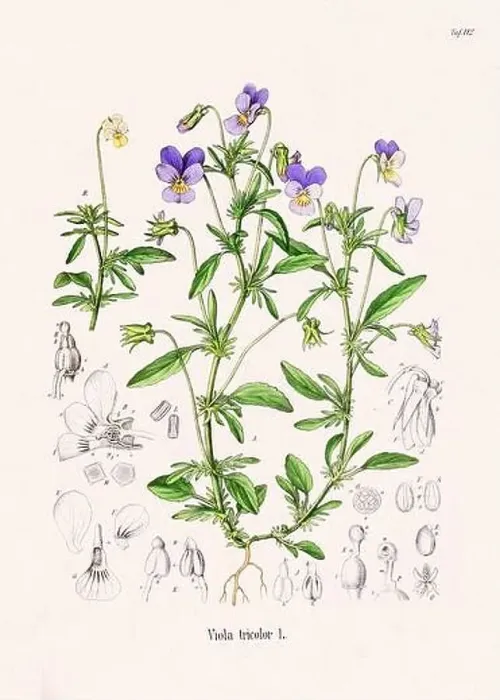 Framed Print : Vintage Botanical illustration from a 19th-century German Book, depicting Medicinal Plants Framed Print : Vintage Botanical illustration from a 19th-century German Book, depicting Medicinal Plants