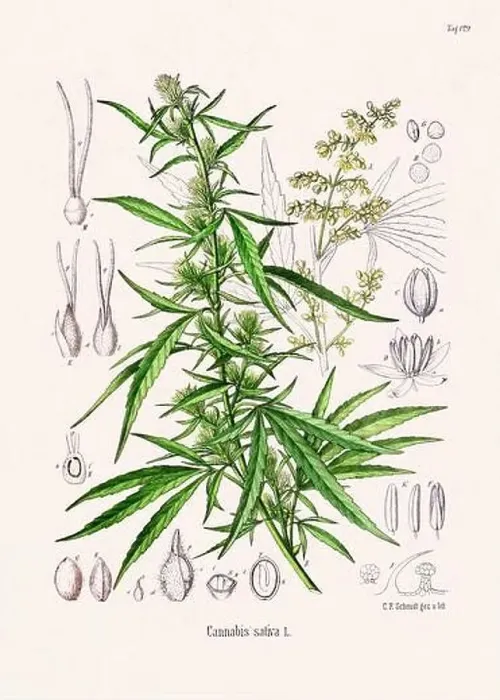 Framed Print : Vintage Botanical illustration from a 19th-century German Book, depicting Medicinal Plants Framed Print : Vintage Botanical illustration from a 19th-century German Book, depicting Medicinal Plants