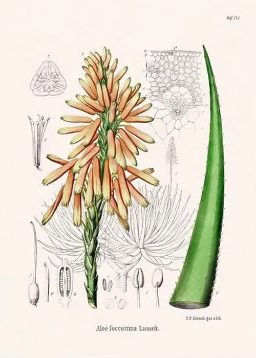 Framed Print : Vintage Botanical illustration from a 19th-century German Book, depicting Medicinal Plants Framed Print : Vintage Botanical illustration from a 19th-century German Book, depicting Medicinal Plants