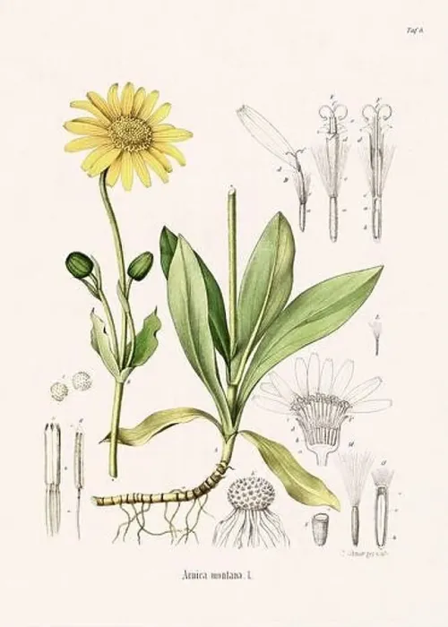 Framed Print : Vintage Botanical illustration from a 19th-century German Book, depicting Medicinal Plants Framed Print : Vintage Botanical illustration from a 19th-century German Book, depicting Medicinal Plants