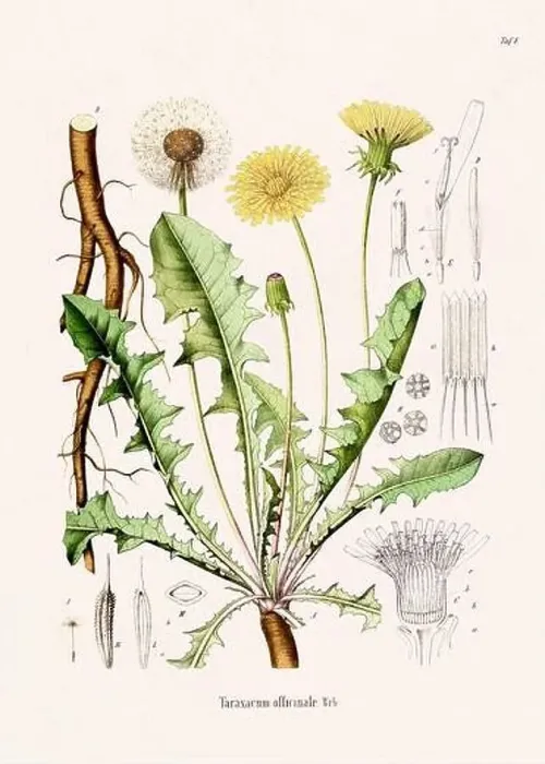 Framed Print : Vintage Botanical illustration from a 19th-century German Book, depicting Medicinal Plants Framed Print : Vintage Botanical illustration from a 19th-century German Book, depicting Medicinal Plants