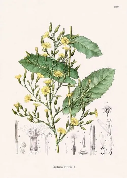 Framed Print : Vintage Botanical illustration from a 19th-century German Book, depicting Medicinal Plants Framed Print : Vintage Botanical illustration from a 19th-century German Book, depicting Medicinal Plants