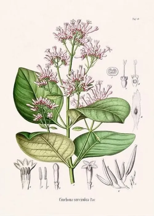 Framed Print : Vintage Botanical illustration from a 19th-century German Book, depicting Medicinal Plants Framed Print : Vintage Botanical illustration from a 19th-century German Book, depicting Medicinal Plants
