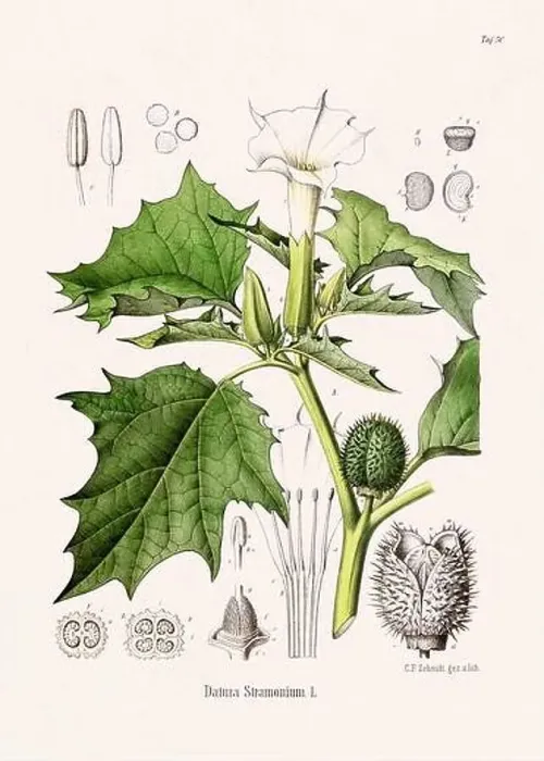Framed Print : Vintage Botanical illustration from a 19th-century German Book, depicting Medicinal Plants Framed Print : Vintage Botanical illustration from a 19th-century German Book, depicting Medicinal Plants