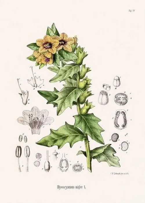 Framed Print : Vintage Botanical illustration from a 19th-century German Book, depicting Medicinal Plants Framed Print : Vintage Botanical illustration from a 19th-century German Book, depicting Medicinal Plants